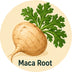 Maca Root