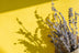 Lavender Oil