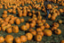 Pumpkin Seed